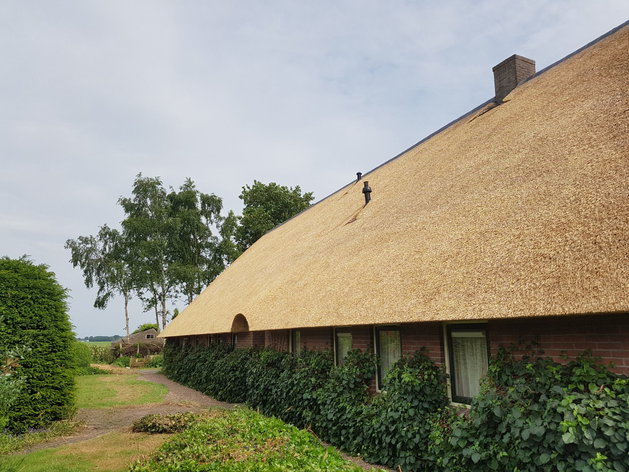 Rieten dak boerderij Drenthe