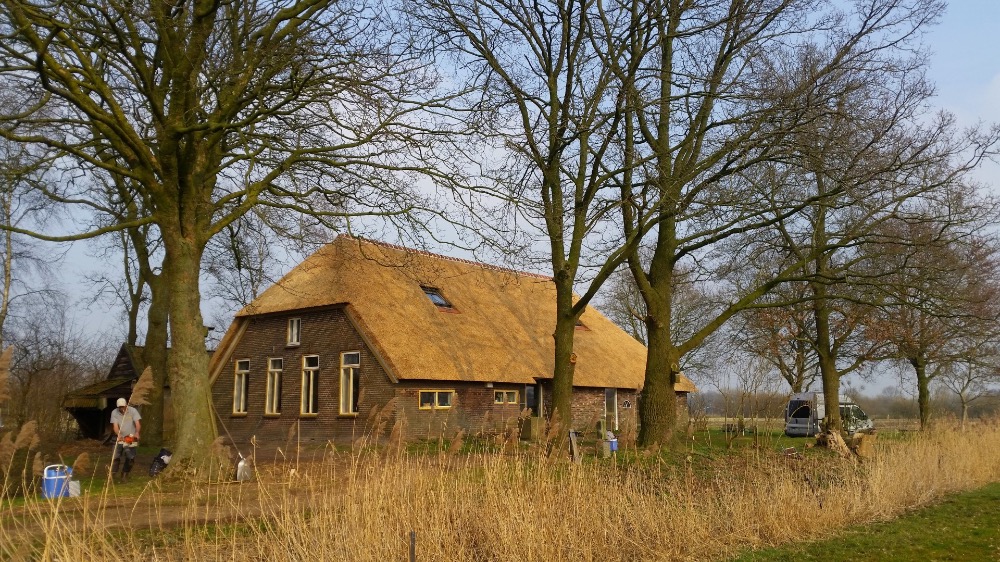 Rietendak in Nieuw Balinge.