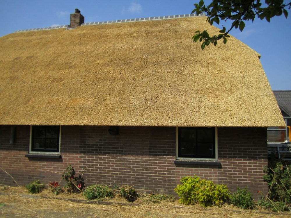 Rietendak: Wiers.